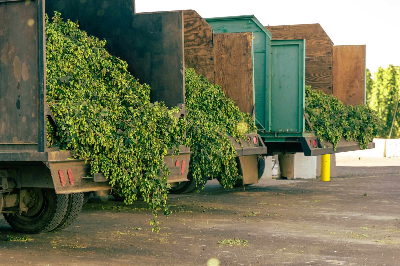 How to Prep for Harvest: Sensory Edition